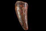 Cretaceous Fossil Crocodile Tooth - Morocco #72771-1